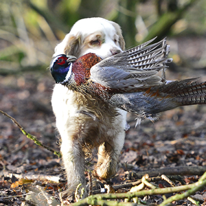 Clumber spaniel retrieving pheasant